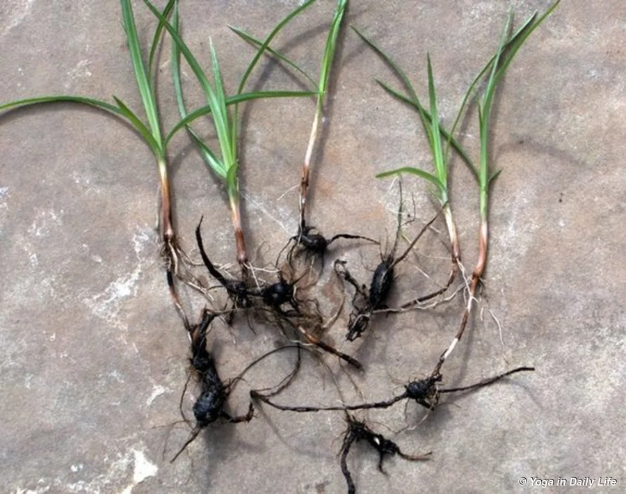 The tuber of nut grass